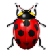Realistic Ladybug Illustration