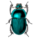 Scarab Beetle Image Icon